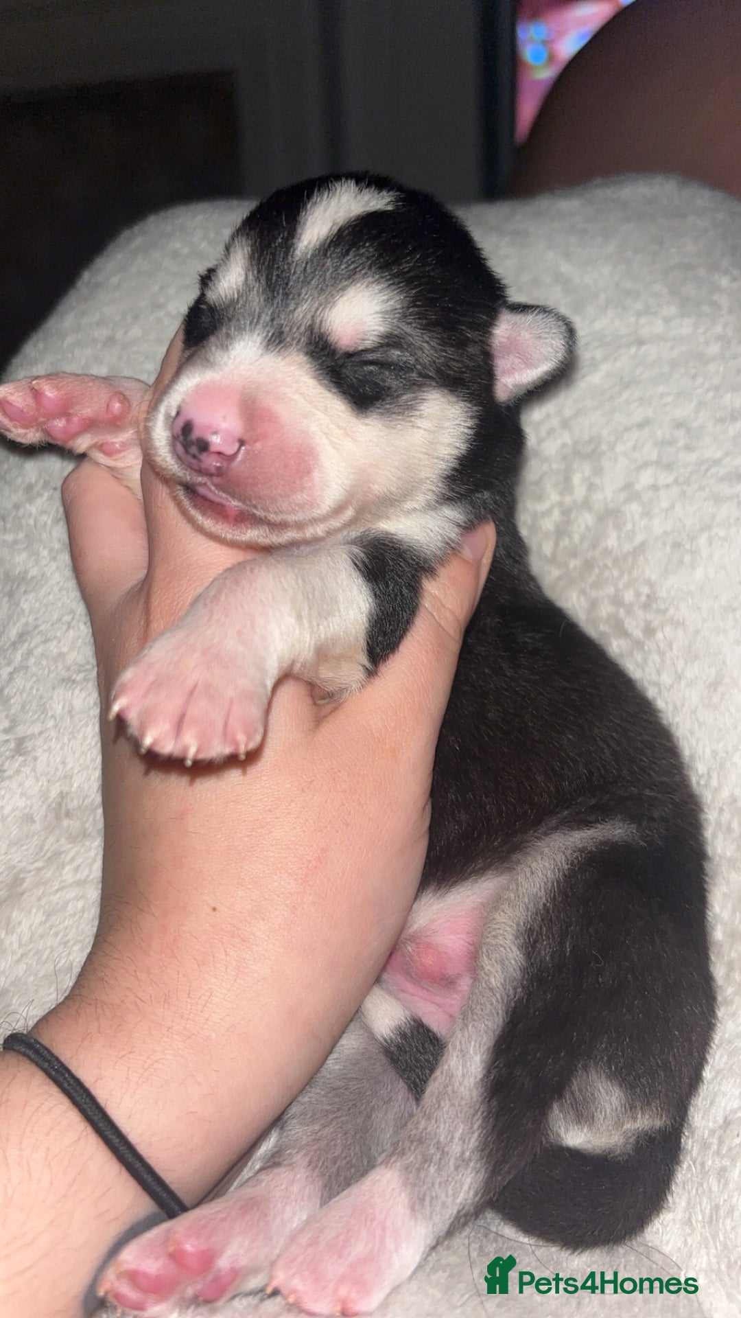 Siberian Husky dogs for sale: 6 Beautiful Siberian Husky’s ❤️ - Advert 6