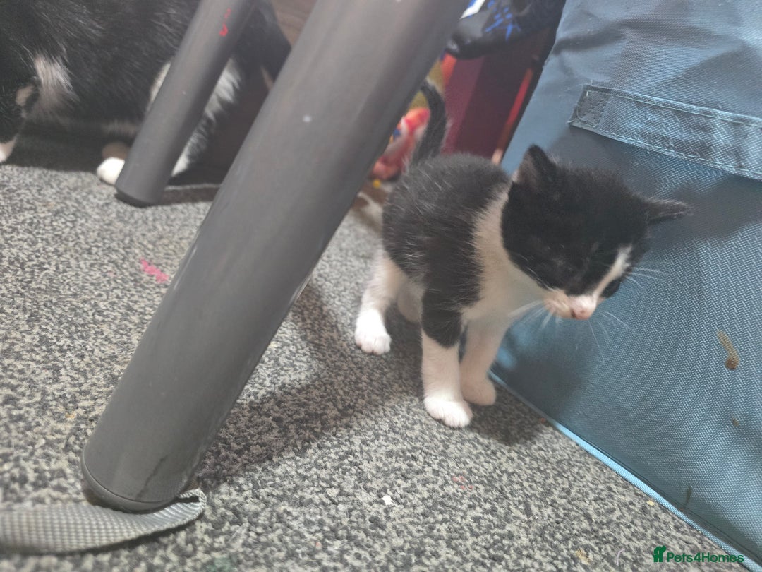 Mixed Breed cats for sale: Kittens looking for forever home - Advert 6