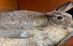 Mixed Breed rabbits for sale: 2 bunnies for rehoming - Image 3