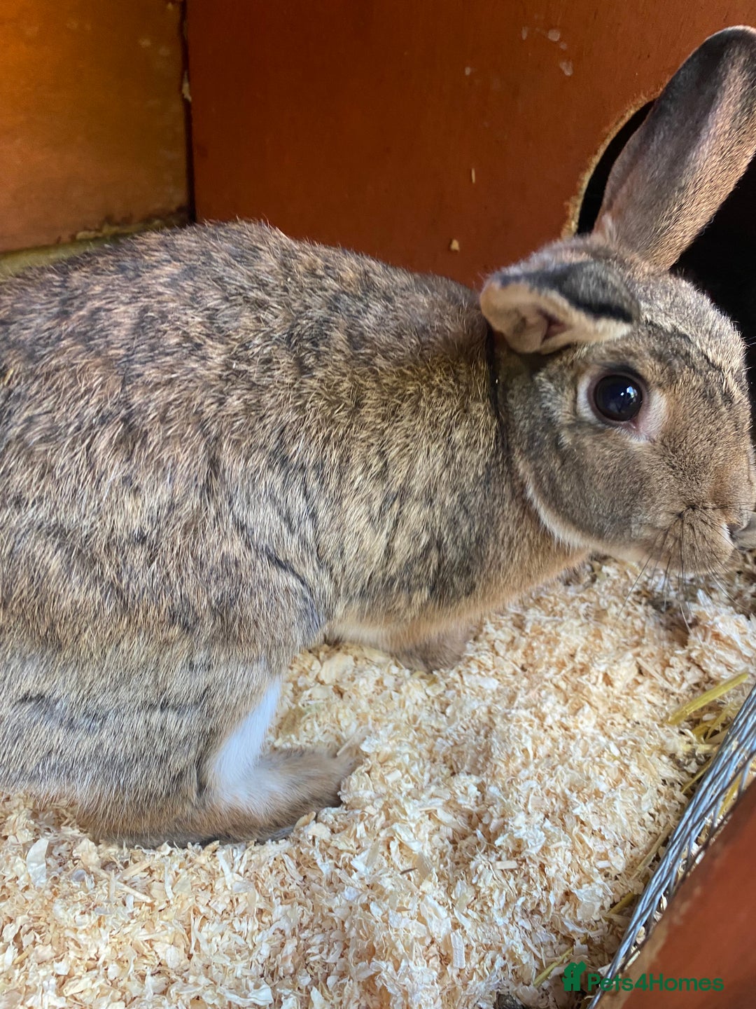 Mixed Breed rabbits for sale: 2 bunnies for rehoming - Image 3