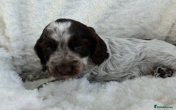Cocker Spaniel dogs for sale: Chocolate roan show type cocker spaniels - Image 7