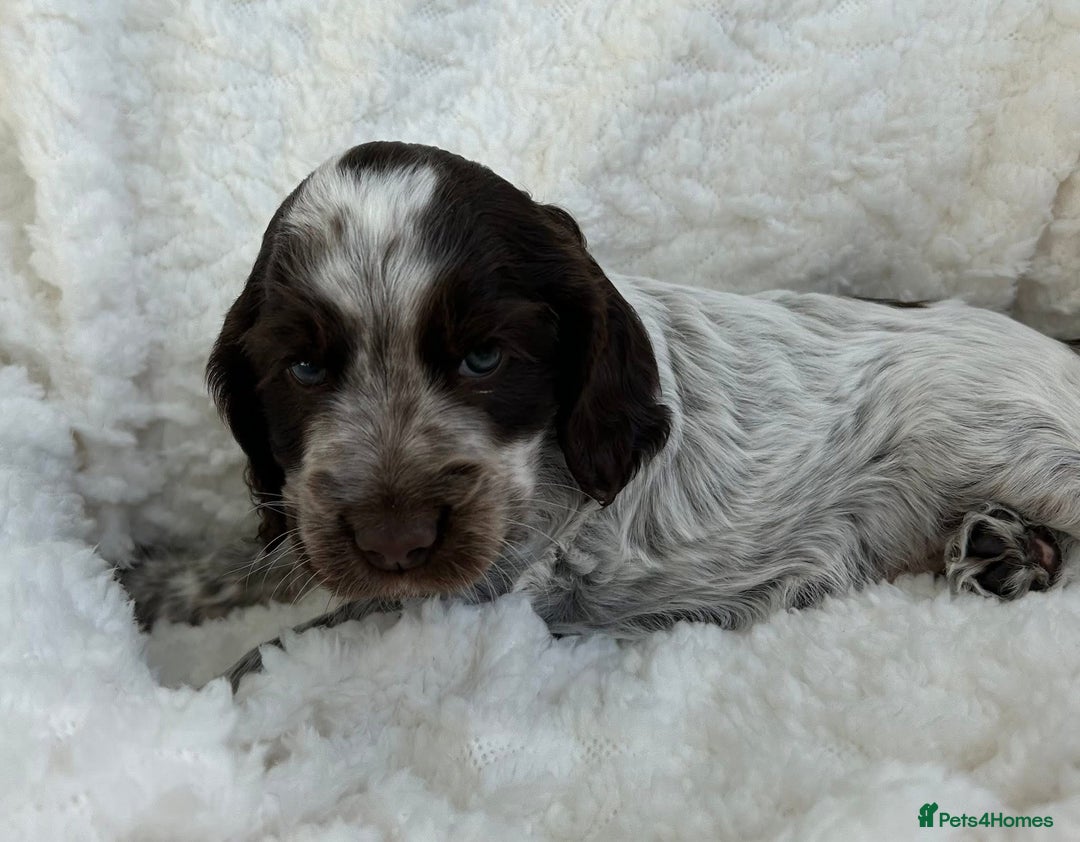 Cocker Spaniel dogs for sale: Chocolate roan show type cocker spaniels - Image 7