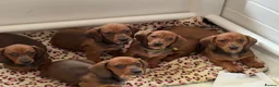 Dachshund dogs for sale: Standard dachshund  - Advert 5