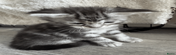 Maine Coon cats for sale: Stunning Maine Coon Kittens – 4 Girls & 1 Boy - Advert 8