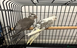 Cockatiels birds for sale: 2 baby super tame  hand reared Cockateils  - Image 6