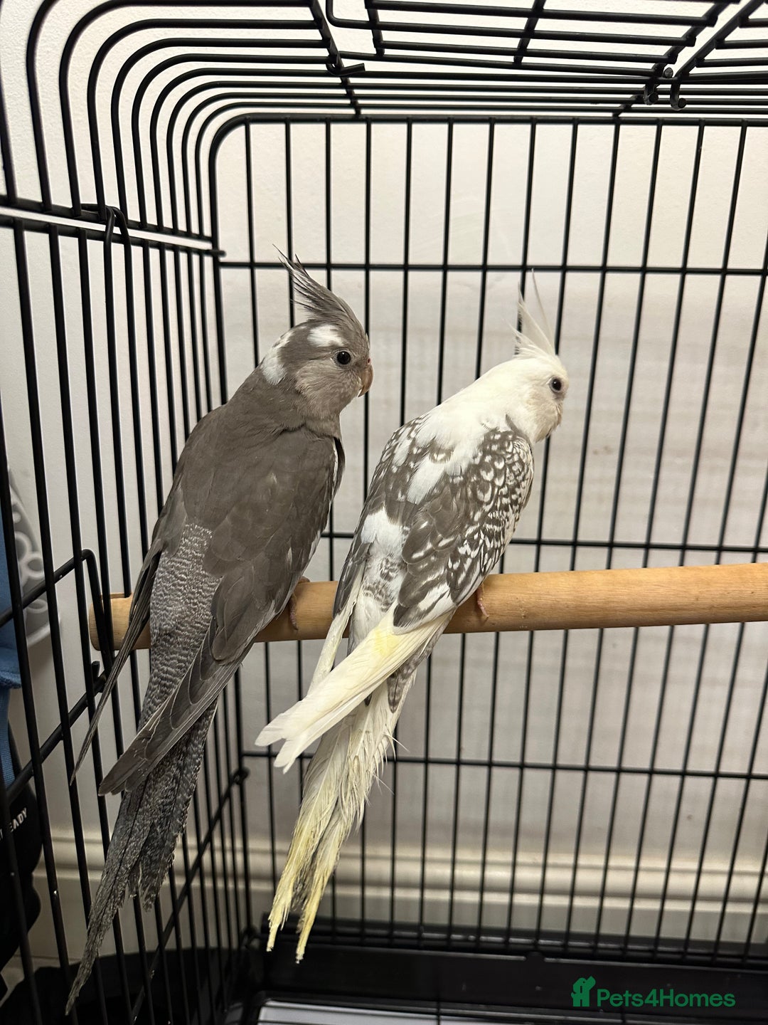 Cockatiels birds for sale: 2 baby super tame  hand reared Cockateils  - Image 6