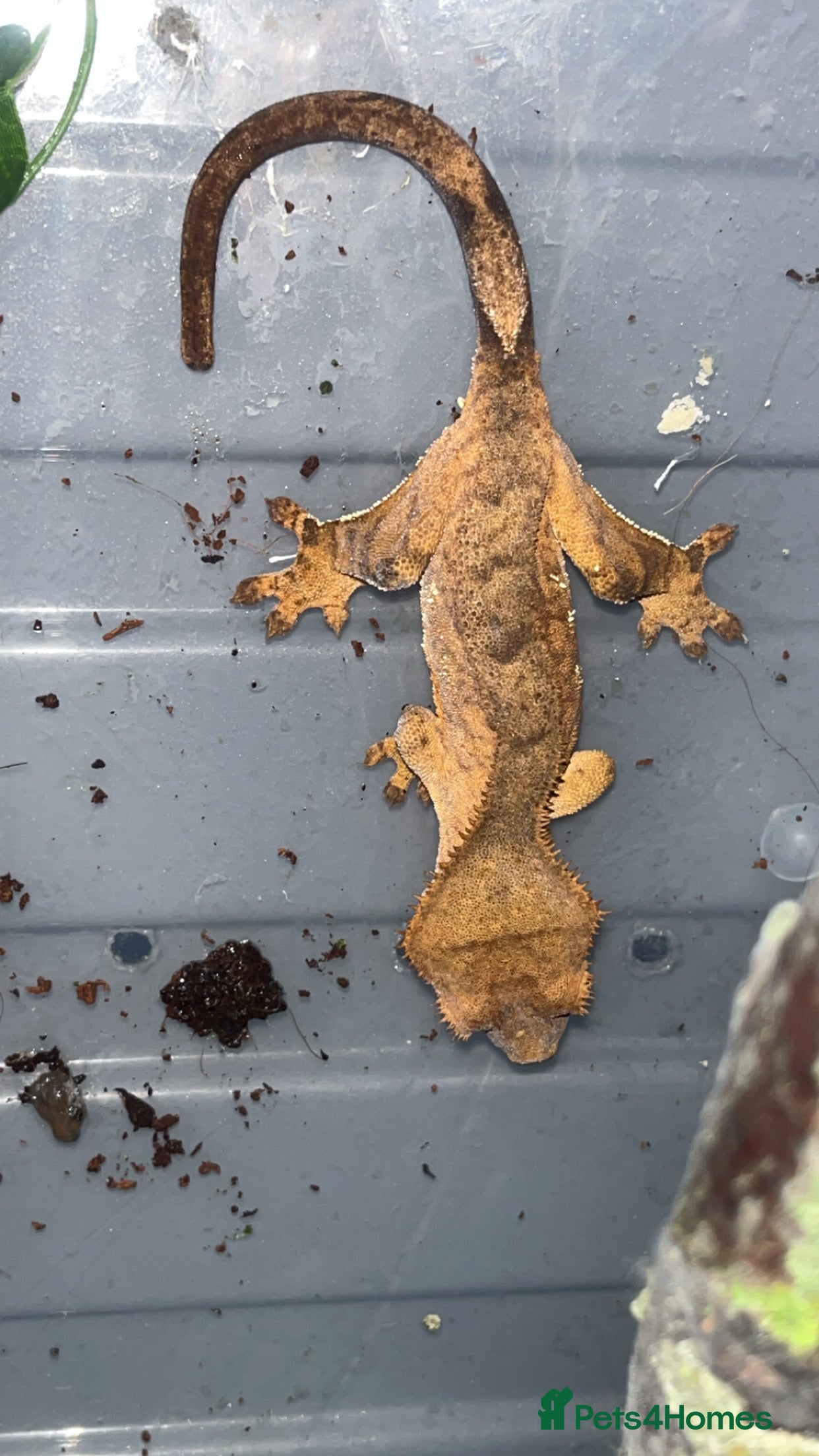 Gecko reptiles Crested gecko - Advert 14