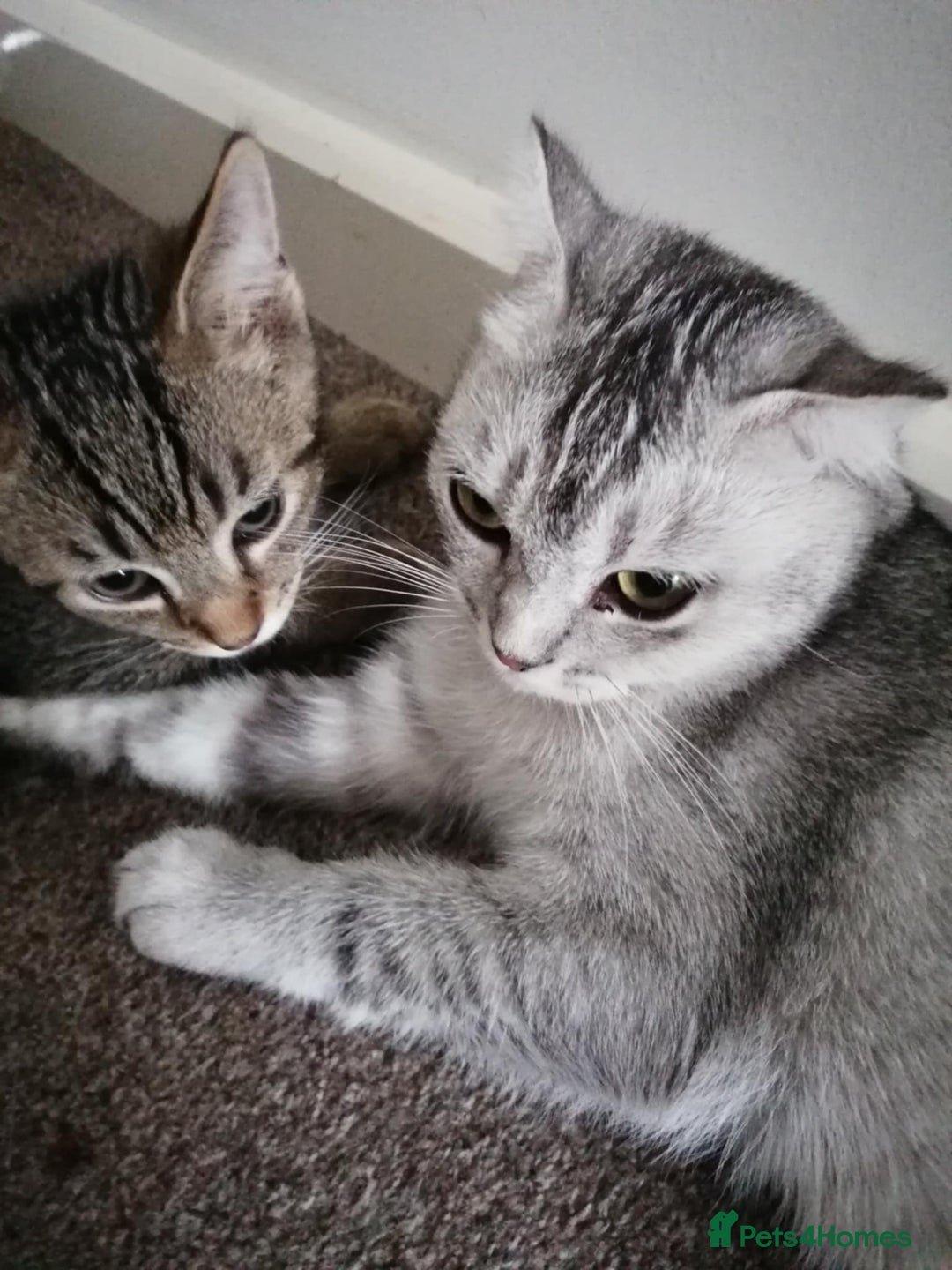 Scottish Fold cats for sale: Scottish Cross - Image 11