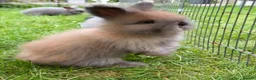 Angora rabbits for sale: Beautiful Angora Babies ready this week - Advert 7