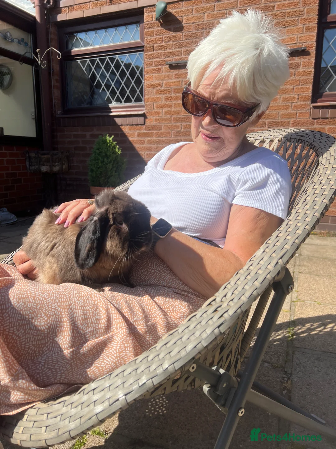 Mixed Breed rabbits for sale: Stefan - Advert 1