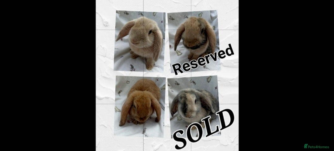 Dwarf Lop rabbits Three Beautiful Dwarf Lop Bunnies - Advert 16