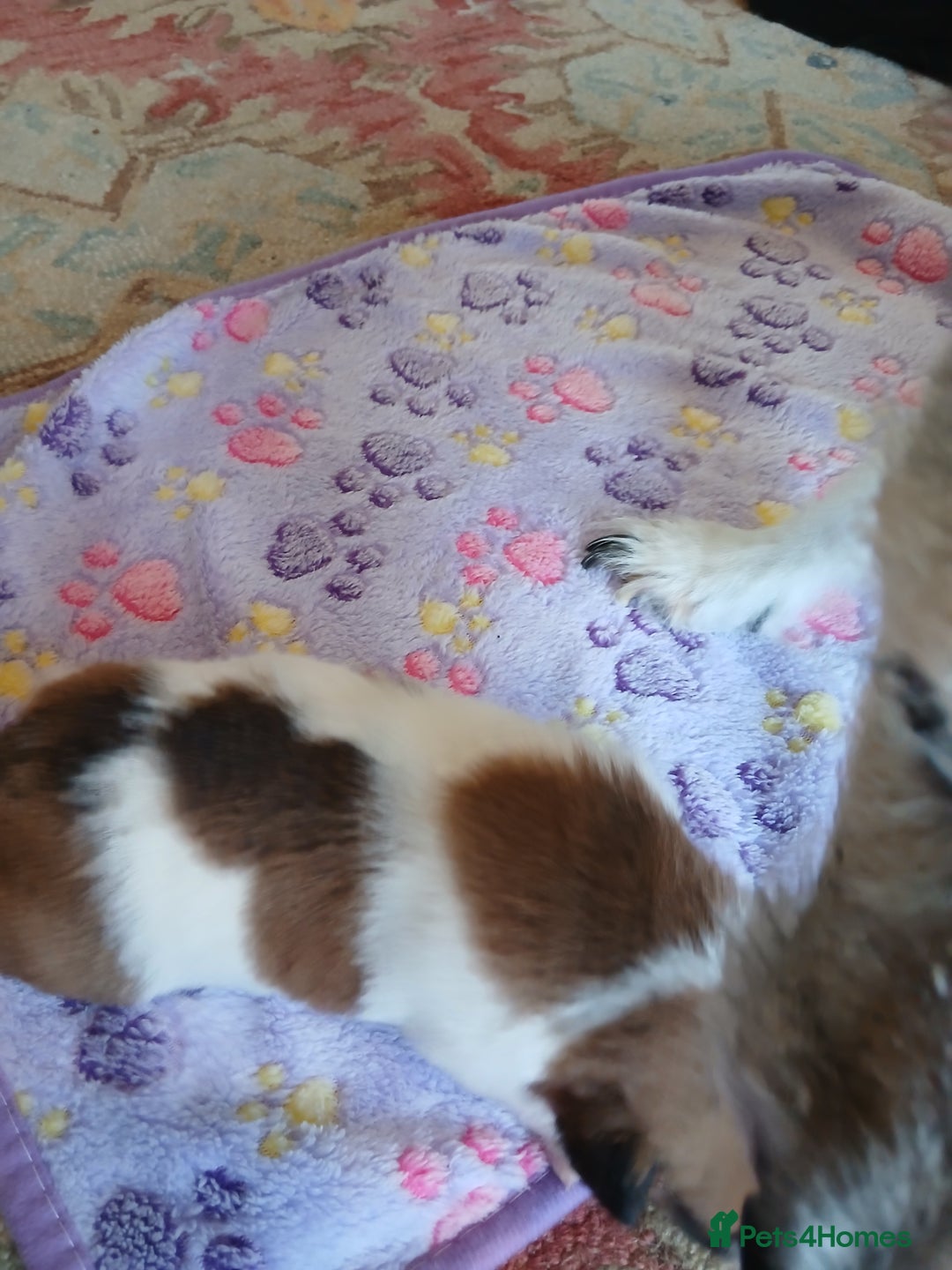 Jack Russell dogs for sale: Adorable Jack russell x pomeranian pups for sale - Image 8