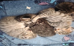 British Shorthair cats for sale: British shorthair x kittens - Image 1