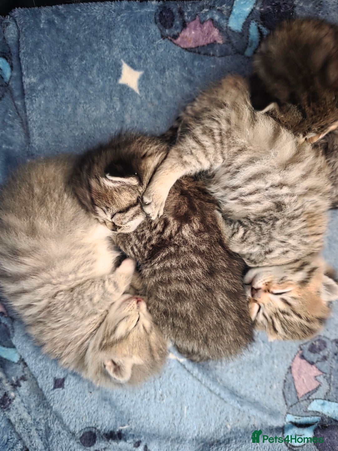 British Shorthair cats for sale: British shorthair x kittens - Image 1