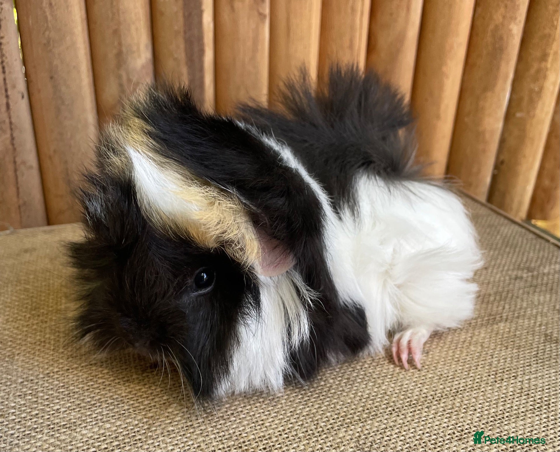 Guinea Pig rodents Baby sows - Advert 10