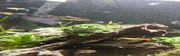 Other/Mixed Breed fish for sale: 2 Siamese algae eater fish  in Purley - Advert 3