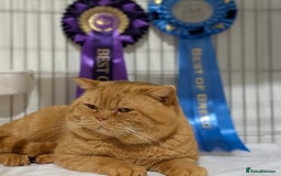 British Shorthair cats for sale: Gccf Champion Sired British Shorthair Kittens  - Image 4
