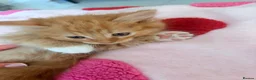Mixed Breed cats for sale: Kittens Ready for New Homes 🐾 - Advert 3