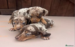 Dachshund dogs for sale: 6 beautiful dachshund puppies!!! - Image 9