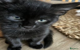 Mixed Breed cats for sale: 5 Male Kittens looking for their forever homes - Image 8