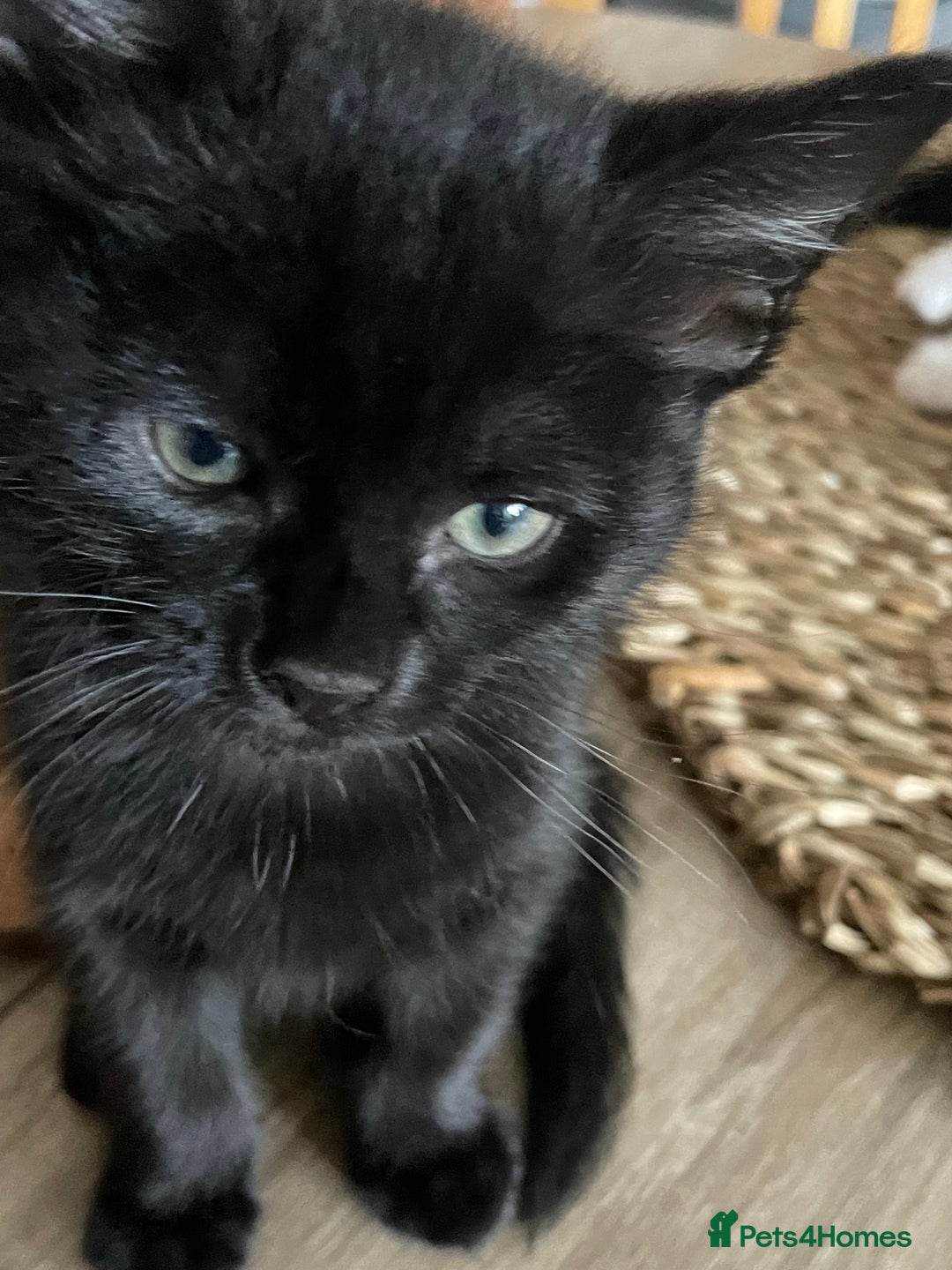 Mixed Breed cats for sale: 5 Male Kittens looking for their forever homes - Image 8