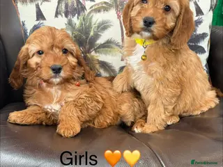 Cockapoo dogs F1 Cockapoo Puppies Ready Now! - Advert 11