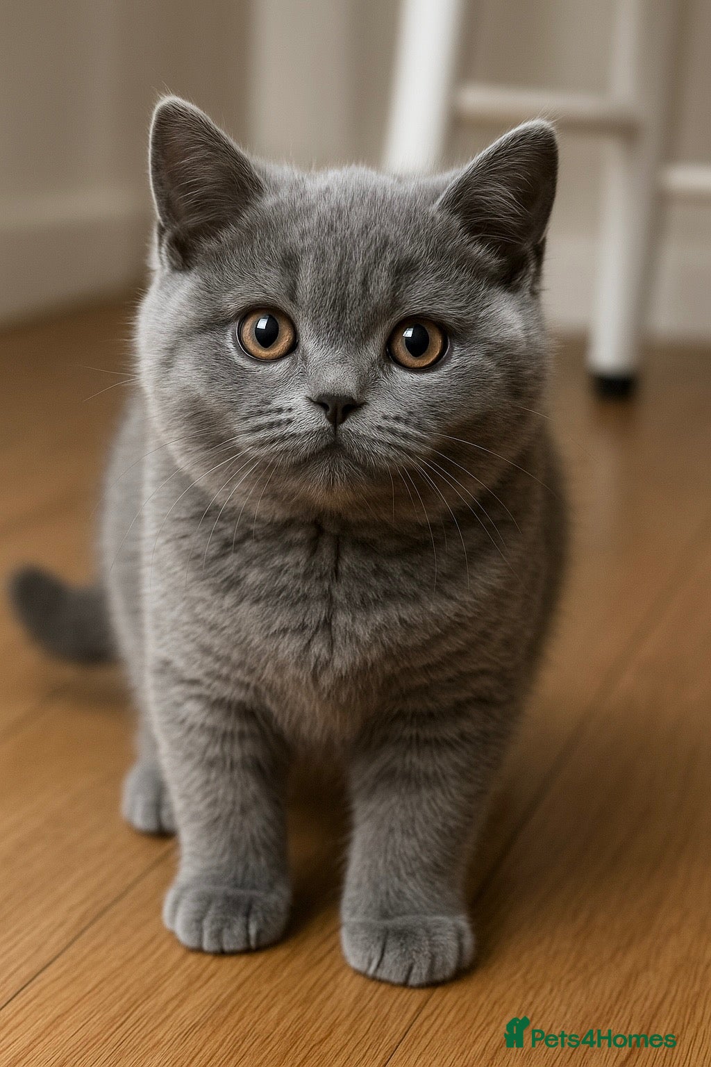 British Shorthair cats British Shorthair GCCF registered Blue kittens - Advert 2