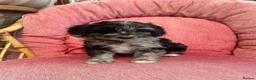 Cavapoo dogs for sale: Gorgeous F1 Cavapoo puppies - Advert 4