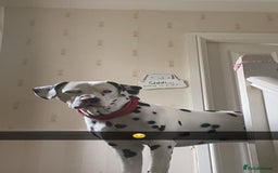 Dalmatian dogs for stud: Proven KC Dalmatian stud baer+\+ in Wigan - Image 24