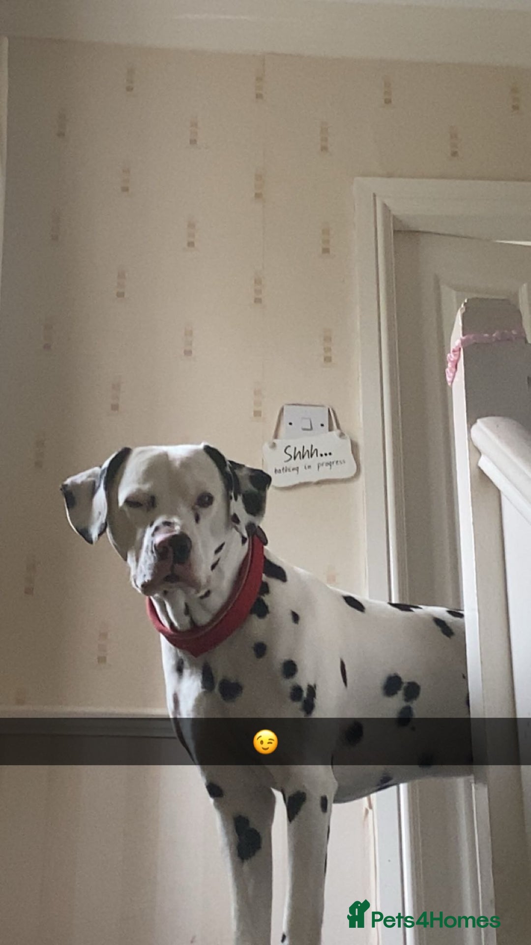 Dalmatian dogs for stud: Proven KC Dalmatian stud baer+\+ in Wigan - Image 24