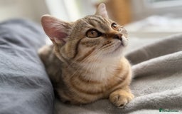 British Shorthair cats for sale: Stunning BSH chinchilla kittens 15 weeks old  - Image 7