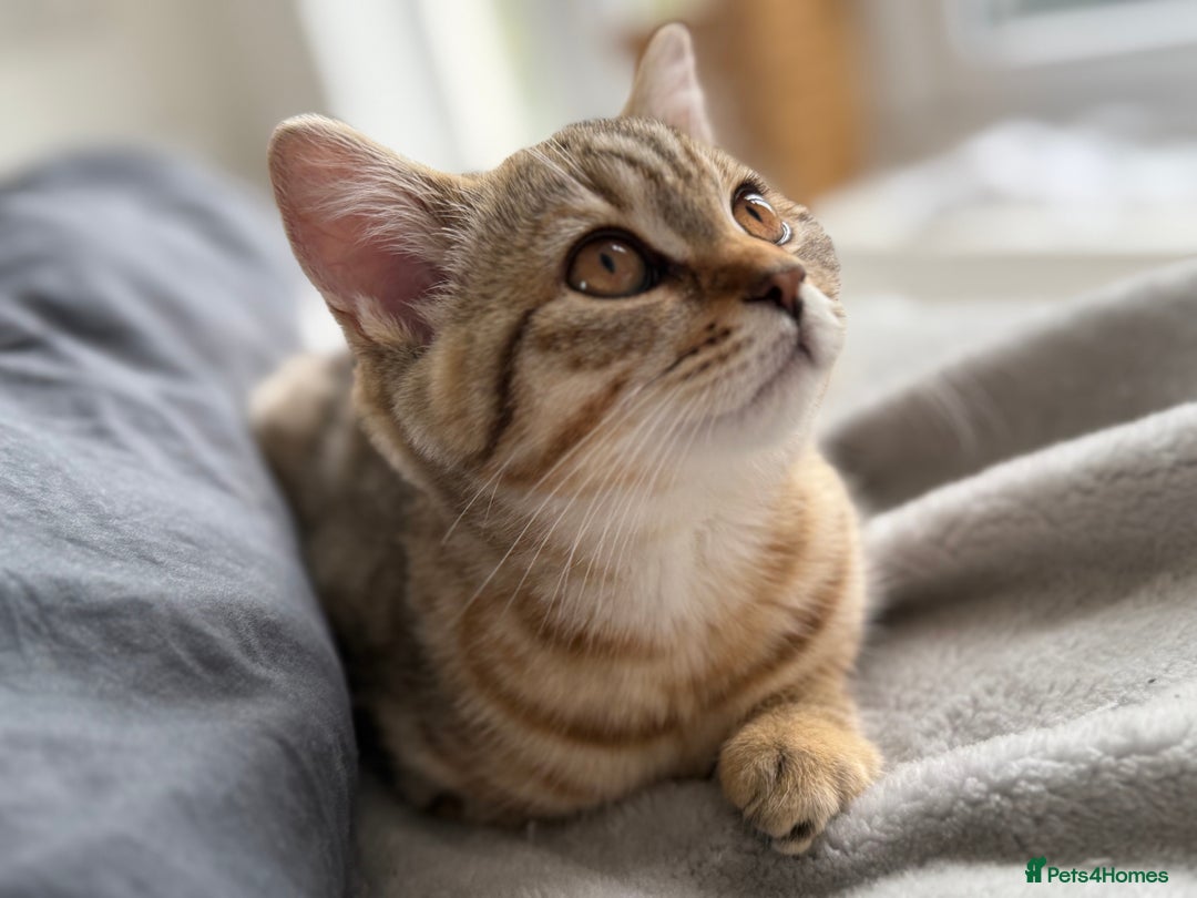 British Shorthair cats for sale: Stunning BSH chinchilla kittens 15 weeks old  - Image 7