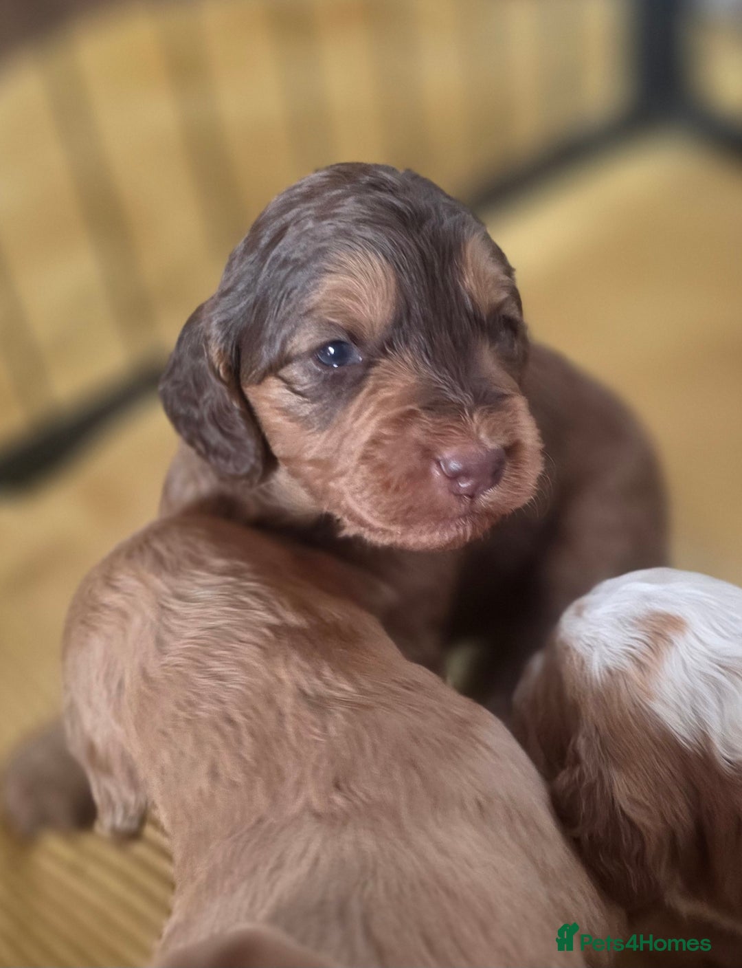 Cockapoo dogs for sale: Cockerpoo puppies F1 stunning colours - Image 37
