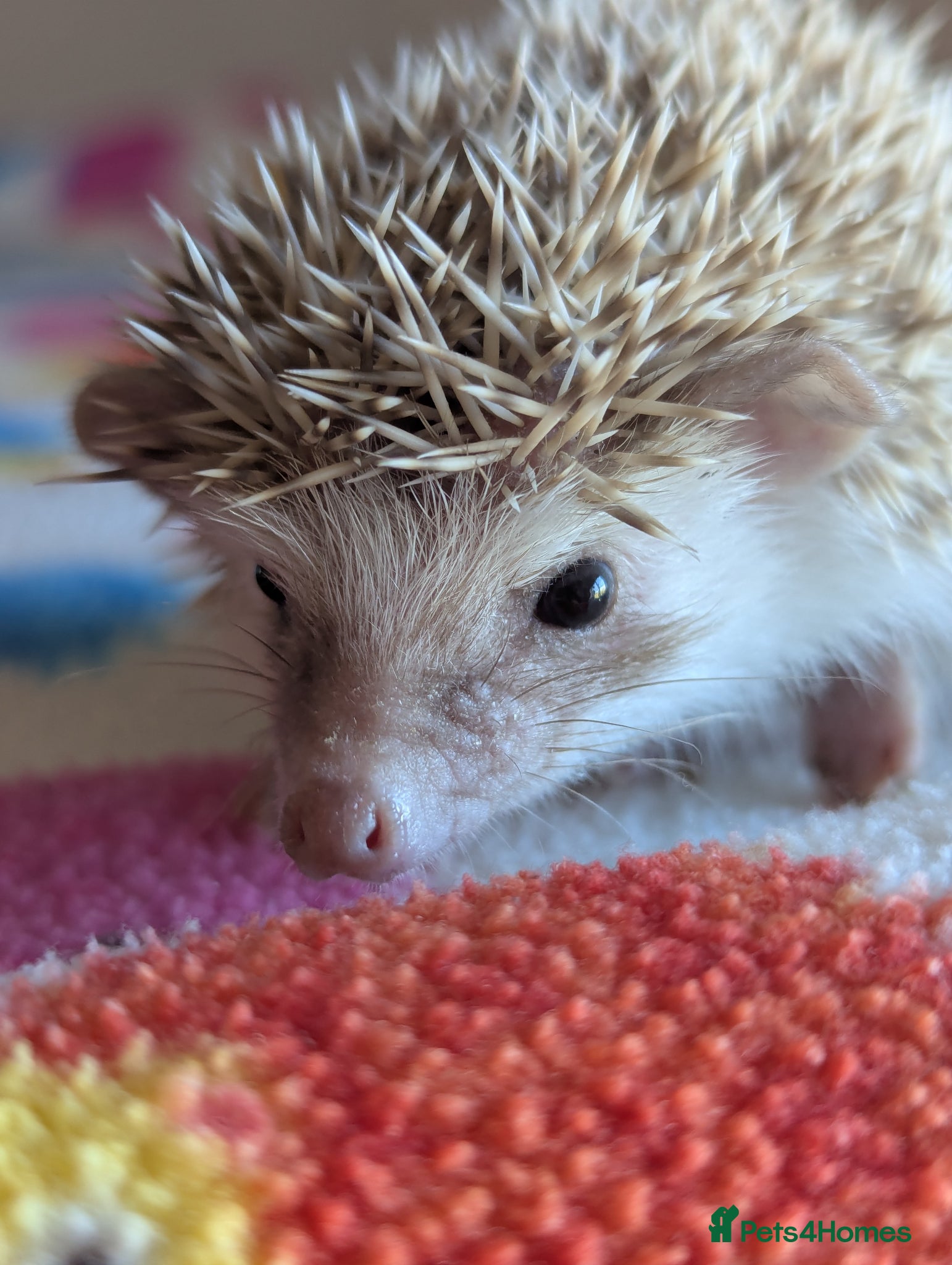Pygmy Hedgehog rodents Gorgeous Hoglets Ready to Reserve Now - Advert 1