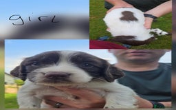 English Springer Spaniel dogs for sale: English Springer Spaniels  - Image 5