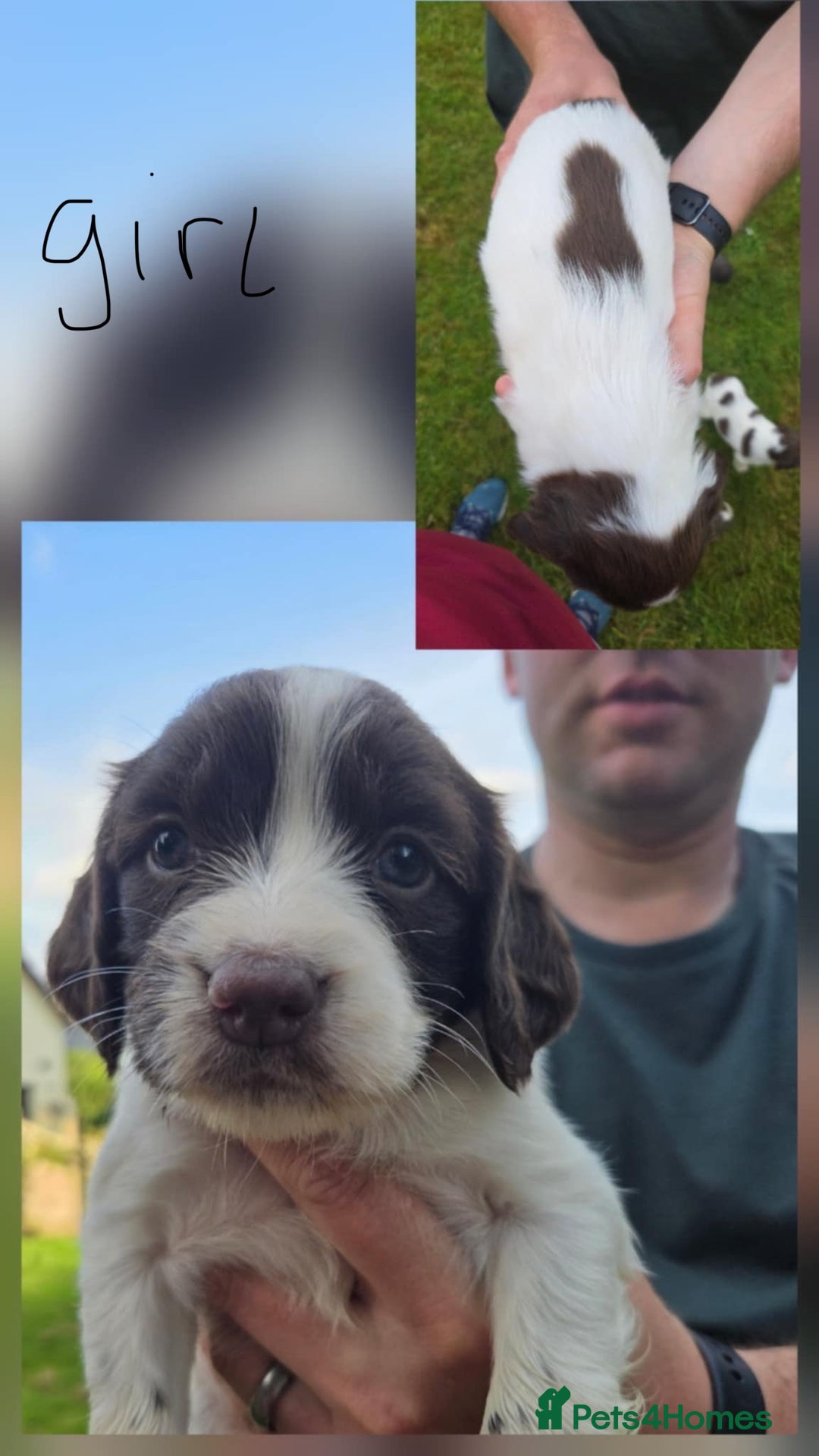 English Springer Spaniel dogs for sale: English Springer Spaniels  - Image 5