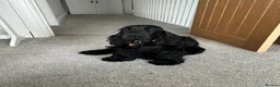 Cockapoo dogs for sale: F1 show line cockapoo puppies - Advert 35
