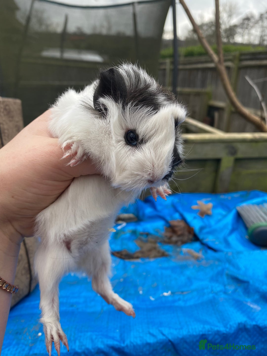 Guinea Pig rodents for sale: Last 1! Peruvian cross baby guinapigs long haired - Advert 8