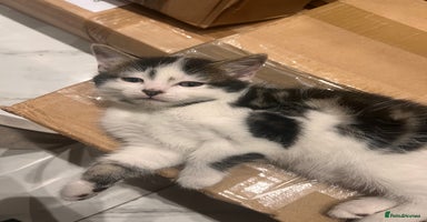 British Longhair cats - Advert 4