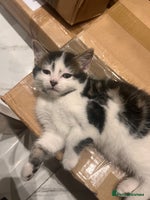 British Longhair cats - Advert 9