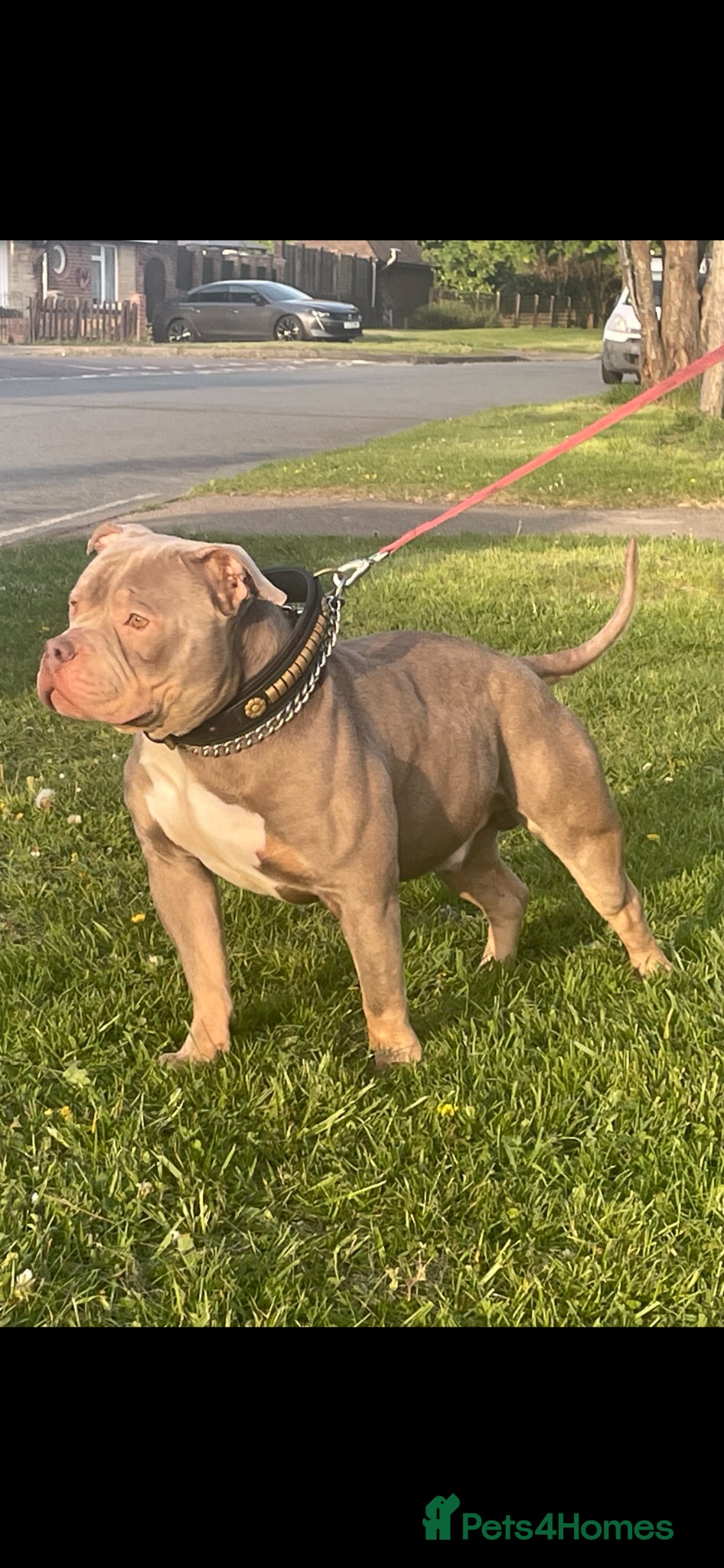 American Bully dogs ABKC REGISTERED standard American BULLY STUD - Advert 4