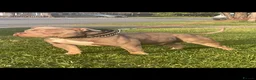 American Bully dogs for stud: ABKC REGISTERED standard American BULLY STUD - Advert 1