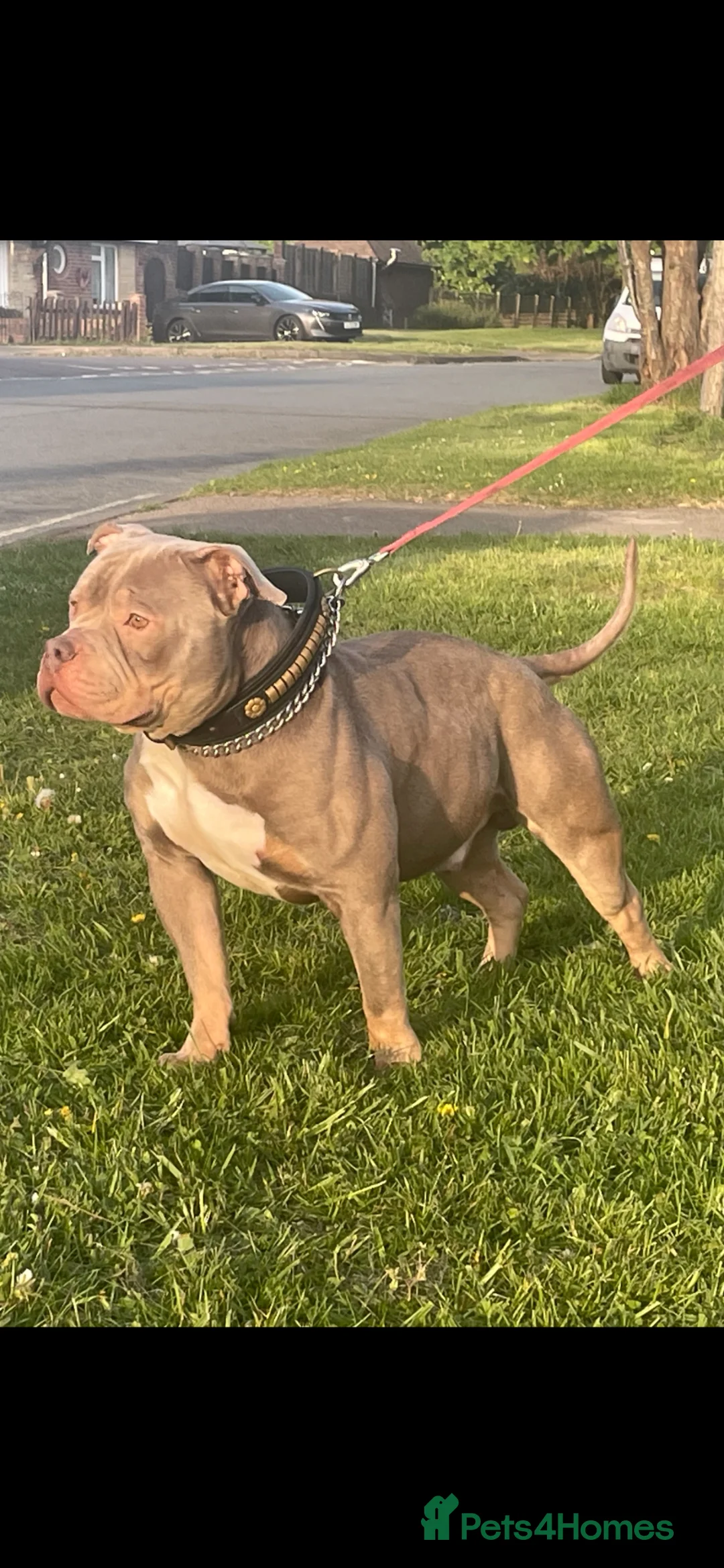 American Bully dogs for stud: ABKC REGISTERED standard American BULLY STUD - Advert 1