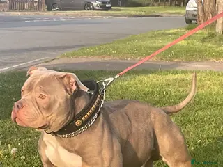 American Bully dogs ABKC REGISTERED standard American BULLY STUD - Advert 4
