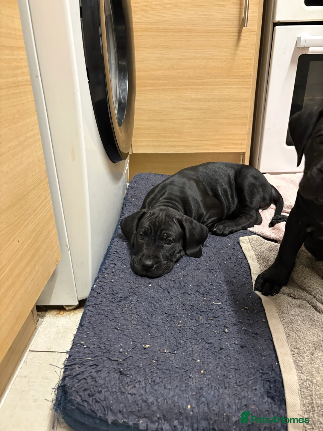 Cane Corso dogs for sale: Cane corso’s  - Advert 17