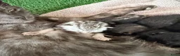 Bengal cats for sale: Grey tabby/bengal kitten  - Advert 14