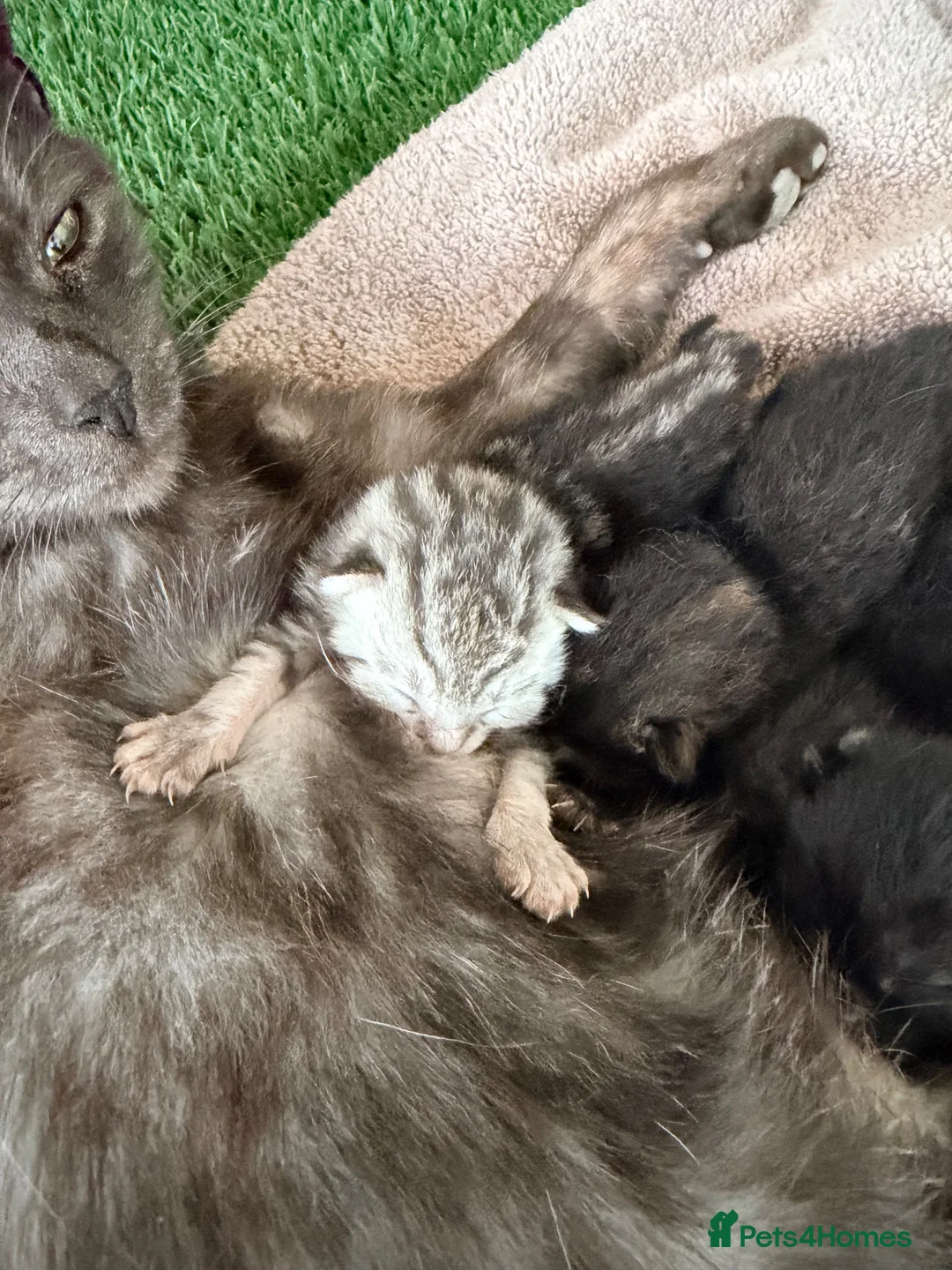 Bengal cats for sale: Grey tabby/bengal kitten  - Advert 14