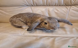 Mixed Breed rabbits for sale: Adorable Female Mini Lop X English Rabbit - Image 3