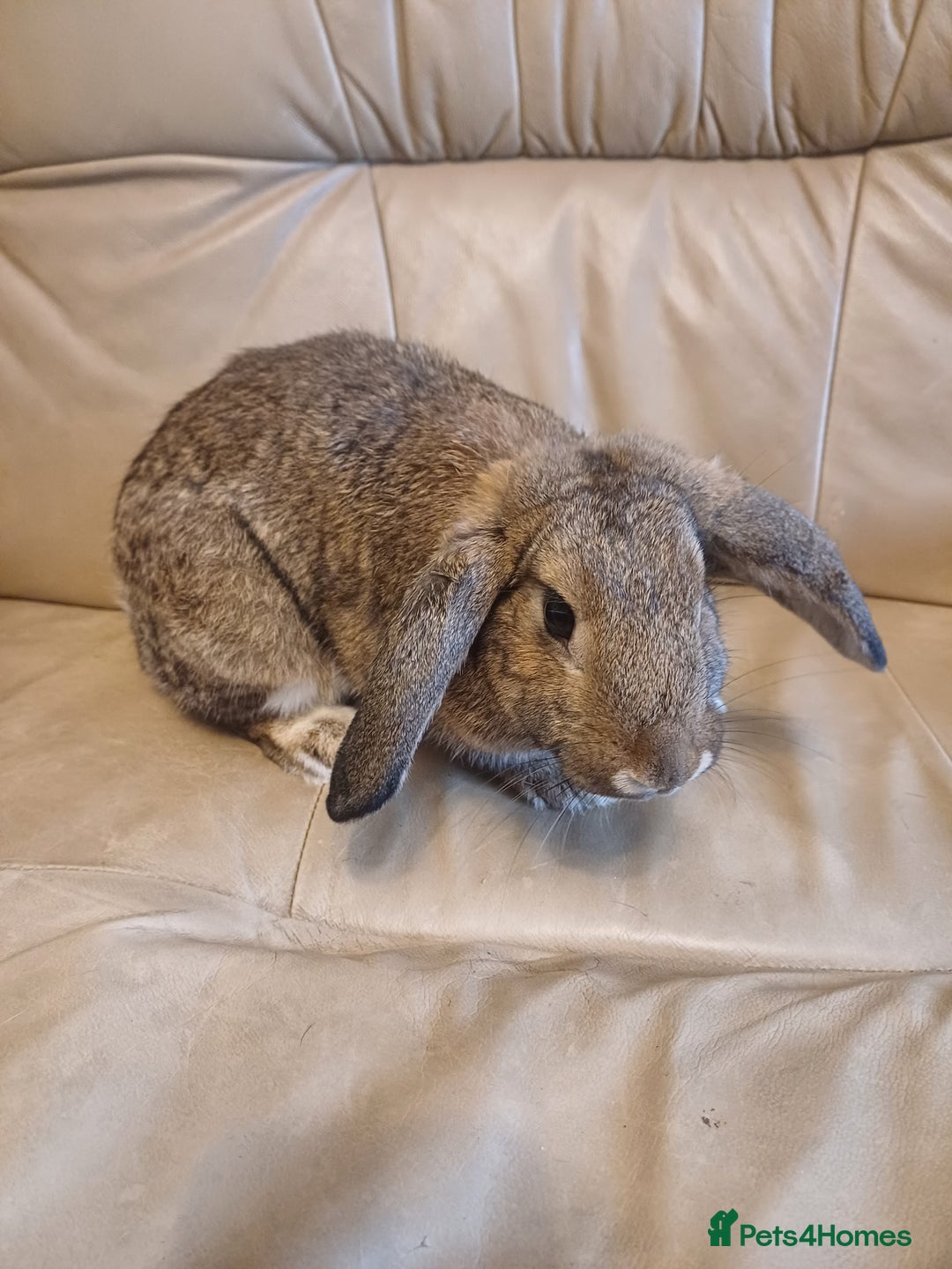 Mixed Breed rabbits for sale: Adorable Female Mini Lop X English Rabbit - Image 3