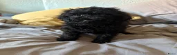 Cockapoo dogs for sale: Cockapoo puppies - Advert 20
